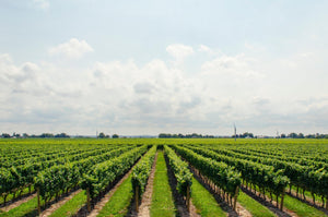 Comprendre les différences entre Vin Bio, Vin Biodynamie, Vin Naturel - Le Coin des Épicuriens